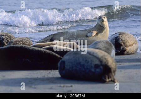 Seehunde am Strand liegen Stockfoto