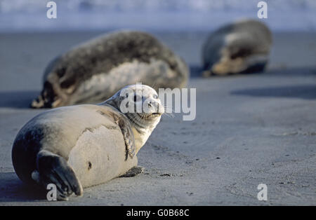 Seehunde am Strand liegen Stockfoto