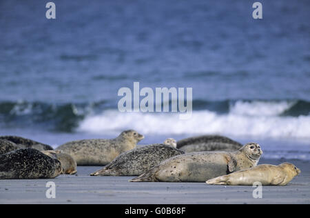 Seehunde liegen entspannt am Strand Stockfoto