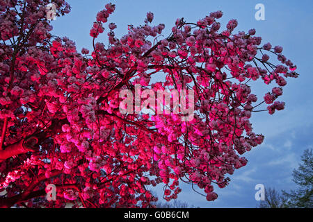 Event Cherry Blossom Festival, Schwerte, Deutschland Stockfoto