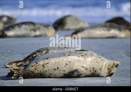 Seehunde am Strand entspannt liegen Stockfoto