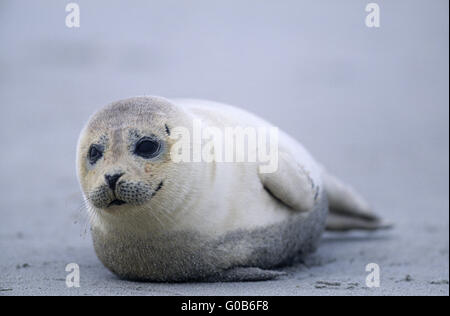 Harbor Seal ein Jahr alt, am Strand liegen Stockfoto