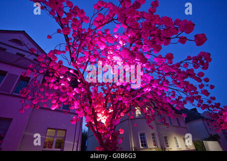 Event Cherry Blossom Festival, Schwerte, Deutschland Stockfoto