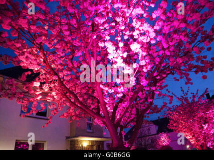 Event Cherry Blossom Festival, Schwerte, Deutschland Stockfoto