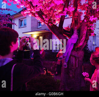 Event Cherry Blossom Festival, Schwerte, Deutschland Stockfoto