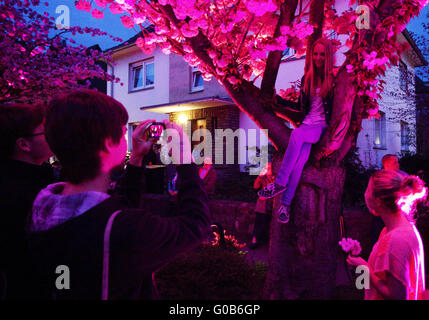 Event Cherry Blossom Festival, Schwerte, Deutschland Stockfoto