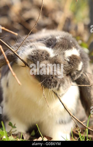 Hängeohrigen Zwerg Kaninchen knabbern an einem Zweig Stockfoto