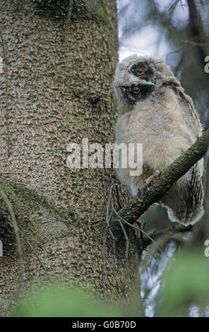 Long-eared Eule Jungvogel suchen Warnung Stockfoto