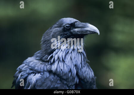 Gemeinsamen Raven Porträt ein Altvogel Stockfoto