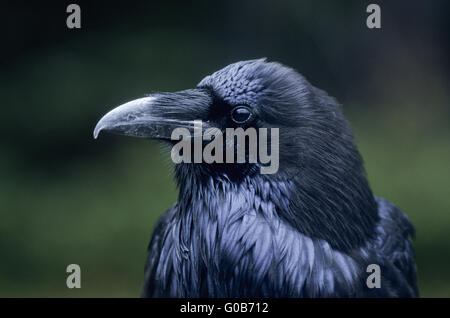 Gemeinsamen Raven Porträt ein Altvogel Stockfoto