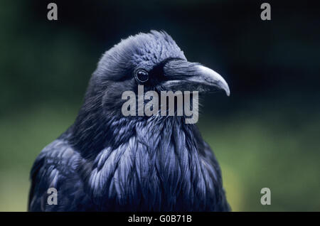 Gemeinsamen Raven Porträt ein Altvogel Stockfoto