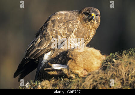 Mäusebussard ernährt sich von verderbenden brauner Hase Stockfoto