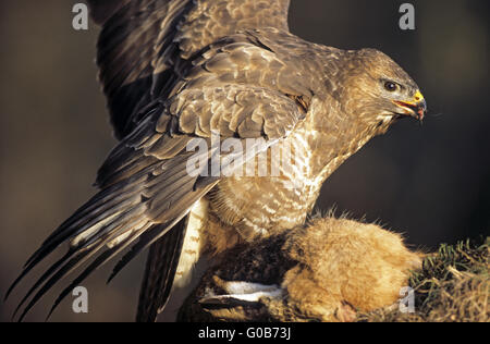 Mäusebussard ernährt sich von verderbenden brauner Hase Stockfoto