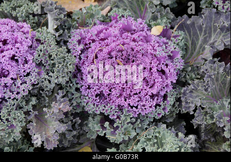 Ornamentale Grünkohl, Brassica Oleracea var. Sabellica, ornamentale Kraut mit engen Kopf von verschieden farbigen Blättern, geschweiften Rand Stockfoto