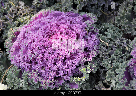 Ornamentale Grünkohl, Brassica Oleracea var. Sabellica, ornamentale Kraut mit engen Kopf von verschieden farbigen Blättern, geschweiften Rand Stockfoto