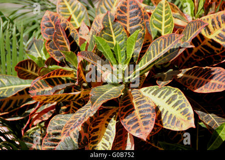 Codiaeum Variegatum var. Pictum, verlässt immergrüner Zierstrauch mit dicken grünen mit violetten und gelben Adern und patches Stockfoto