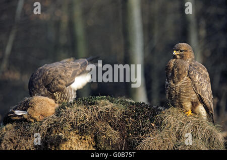 Gemeinsamen Bussarde Fütterung auf einen untergegangenen Brown-Hasen Stockfoto