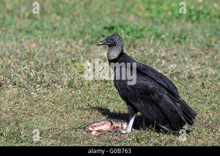 Mönchsgeier auf die Überreste eines Fisches Stockfoto