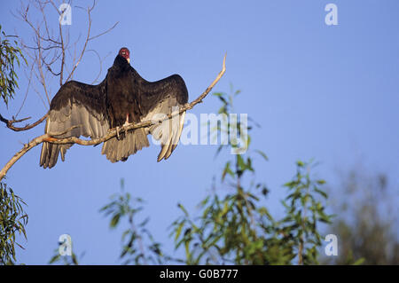 Türkei-Geier Altvogel ein Sonnenbad nehmen Stockfoto