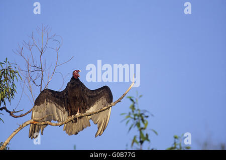 Türkei-Geier Altvogel ein Sonnenbad nehmen Stockfoto