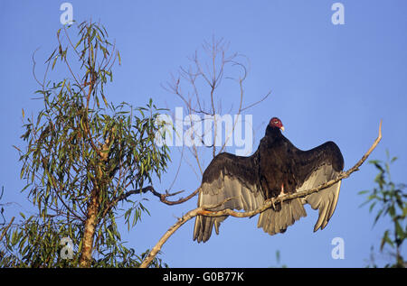 Türkei-Geier Altvogel ein Sonnenbad nehmen Stockfoto