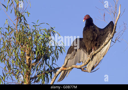 Türkei-Geier Altvogel ein Sonnenbad nehmen Stockfoto