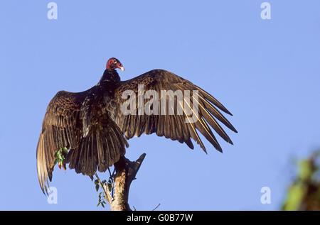 Türkei-Geier Altvogel ein Sonnenbad nehmen Stockfoto