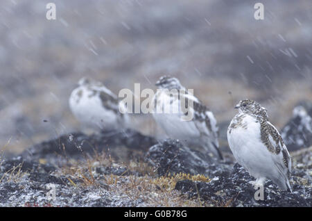 Rock Ptarmigans im Schneetreiben Stockfoto