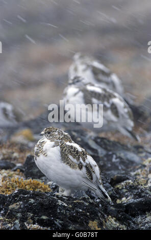 Rock Ptarmigans im Schneetreiben Stockfoto