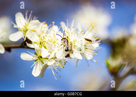 Apple und die Biene Stockfoto