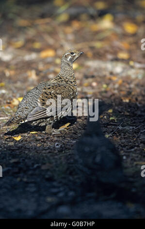 Fichte Grouse Hennen auf Nahrungssuche - (Kanada Grouse) Stockfoto