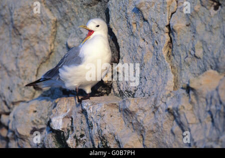 Schwarz-legged Kittiwake Zucht Gefieder Stockfoto