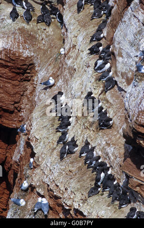 Schwarz-legged Dreizehenmöwen und gemeinsame Trottellummen Stockfoto