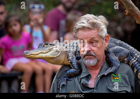 Ein Pädagoge hält eine Ansprache für die Besucher der Australian Reptile Park, mit einem live Alligator auf seinen Schultern Stockfoto