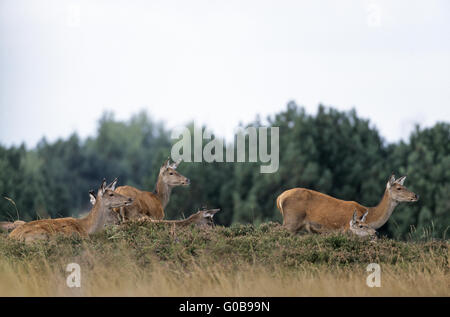 Red Deer Hinds und Waden steht auf einem Hügel-Heide Stockfoto