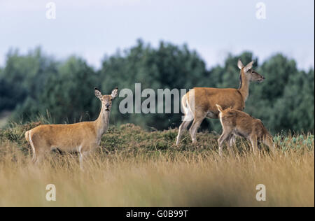 Red Deer Hinds und Kalb, stehend auf einem Hügel-Heide Stockfoto