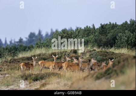 Red Deer Hinds und Waden stehen in Heide Stockfoto