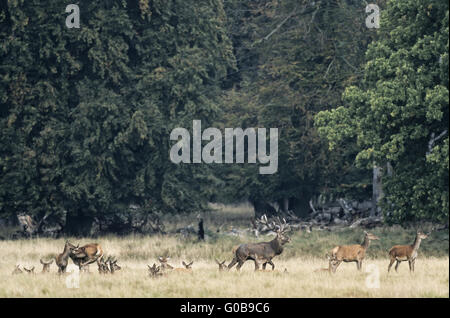 Red Deer Herde stehend in einer Waldwiese Stockfoto