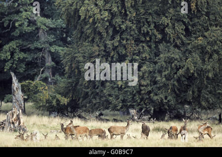 Red Deer Herde stehend in einer Waldwiese Stockfoto