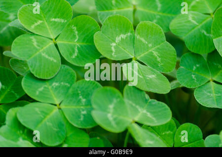 Teppich aus grünem Kleeblatt-decken eine Wiese Stockfoto