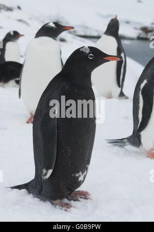 Gentoo - Pinguin melanistische schwarz. Stockfoto