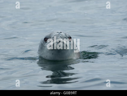 Krabbenfresserrobbe Robben beobachten aus dem Wasser Stockfoto