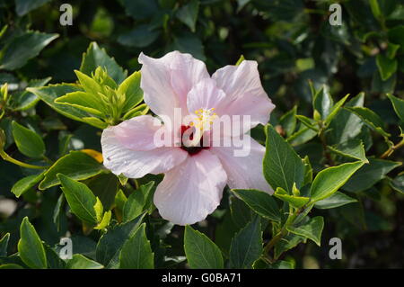 Rosa Hibiskus Blume im Busch Stockfoto