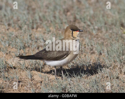 Gleitaar Brachschwalbe (Glareola Nordmanni) Stockfoto