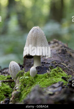 Pilze wachsen auf einem gefallenen Baumstamm. Stockfoto