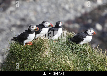 Papageitaucher (Fratercula Arctica), Insel Papey Stockfoto