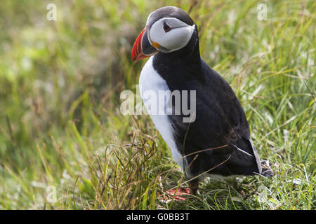 Papageitaucher (Fratercula Arctica), Insel Papey Stockfoto