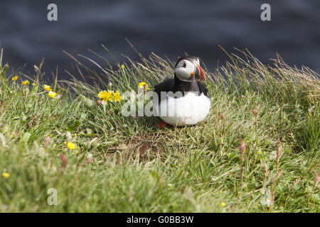 Papageitaucher (Fratercula Arctica), Insel Papey Stockfoto