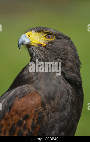 Harris Hawk Stockfoto