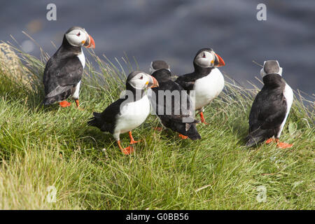 Papageitaucher (Fratercula Arctica), Insel Papey Stockfoto